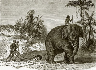 Werkende olifant in Ceylon door English School